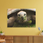 Toile Alimentation Aldabra Tortoise (Insitu(Salon))
