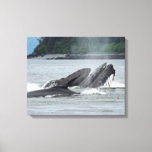 Toile Alimentation des baleines à bosse (Recto)
