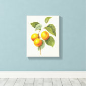 Toile Aliments anciens Fruits, Abricot Pêche par Redoute (Insitu (Plancher de Bois))