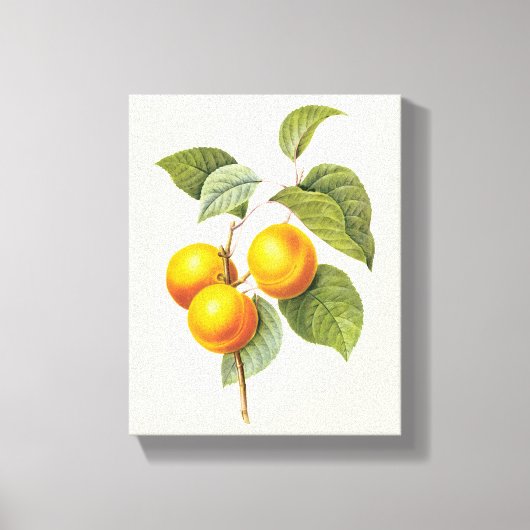 Toile Aliments anciens Fruits, Abricot Pêche par Redoute (Recto)