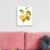 Toile Aliments anciens Fruits, Abricot Pêche par Redoute (Insitu(Salon))