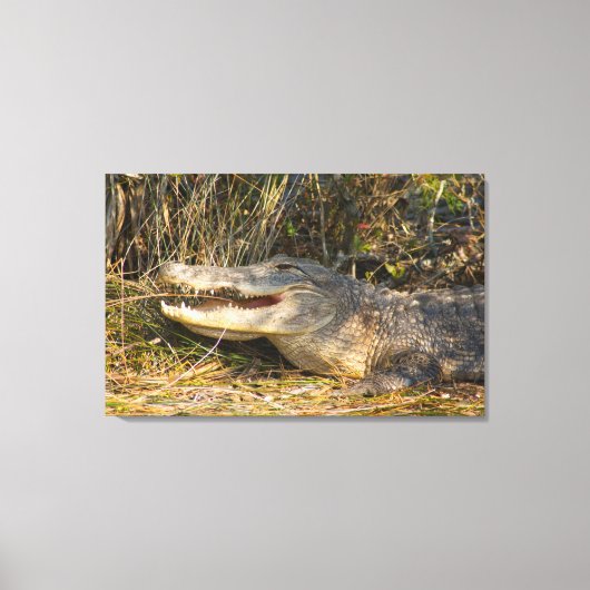 Toile Alligator, Canaveral National Seashore, Floride (Recto)