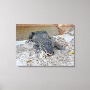 Toile Alligator, Fort Lauderdale, Floride
