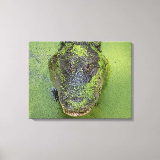 Toile Alligator Gros plan Photo, Faune et Nature Prints (Recto)