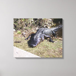 Toile Alligator réchauffé par le soleil sur un marais de