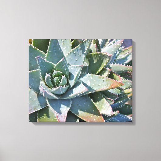 Toile Aloe brevifolia par Debra Lee Baldwin (Recto)