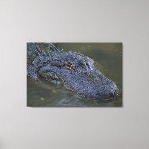 Toile American Alligator - Photographie de la faune