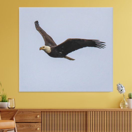 Toile American Bald Eagle In Flight (Insitu(Salon))