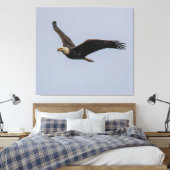 Toile American Bald Eagle In Flight (Insitu(Chambre))