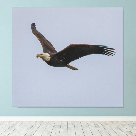 Toile American Bald Eagle In Flight (Insitu (Plancher de Bois))