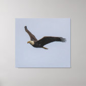 Toile American Bald Eagle In Flight (Recto)