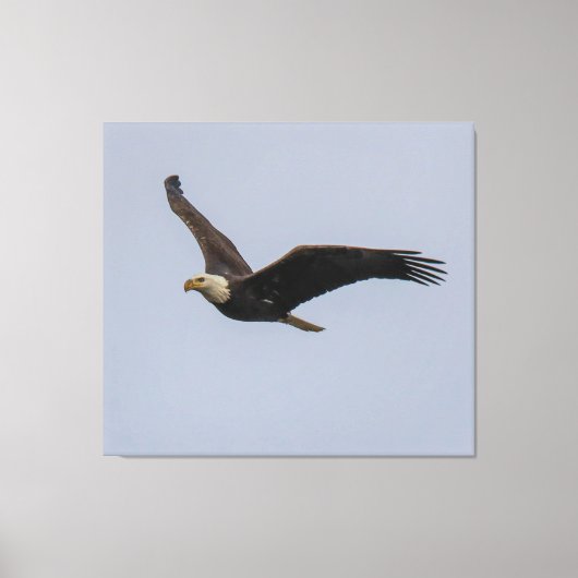 Toile American Bald Eagle In Flight (Recto)