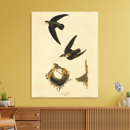 Toile American (Chimney) Swift Audubon, Birds of America (Insitu(Salon))