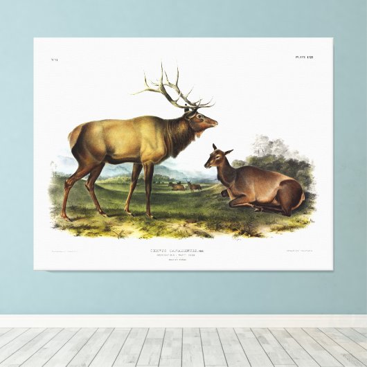 Toile American Elk ou Wapiti Deer par Audubon (Insitu (Plancher de Bois))