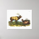 Toile American Elk ou Wapiti Deer par Audubon (Recto)