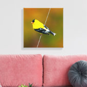 Toile American Goldfinch - Photo originale (Insitu(Salon))