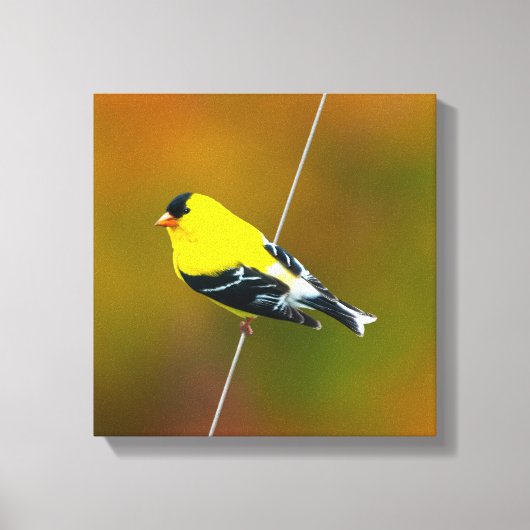 Toile American Goldfinch - Photo originale (Recto)