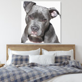 Toile American Pit Bull Terrier (Insitu(Chambre))