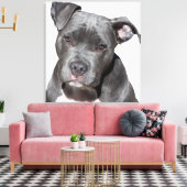 Toile American Pit Bull Terrier (Insitu(Salon))