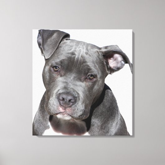 Toile American Pit Bull Terrier (Recto)