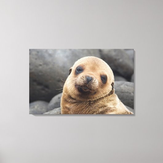 Toile Amérique du Sud, Équateur, îles Galapagos (Recto)