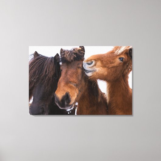 Toile Amis du cheval islandais, Islande (Recto)