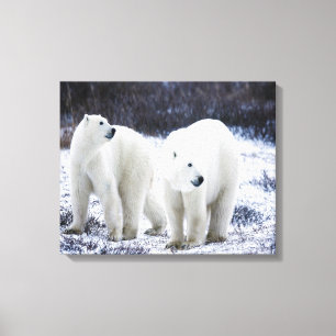 Toile Amour de l'ours polaire