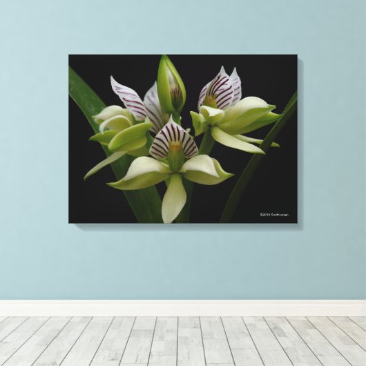 Toile Anacheilium Chacoense (Insitu (Plancher de Bois))