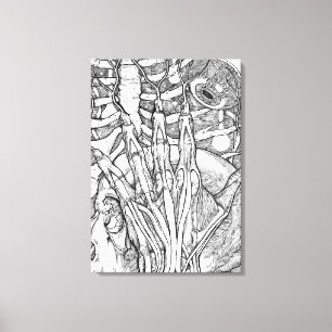 Toile Anatomie