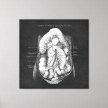 Anatomie Art du système digestif Docteur Cadeau