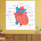 Toile Anatomie cardiaque (Insitu(Salon))