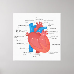 Toile Anatomie cardiaque