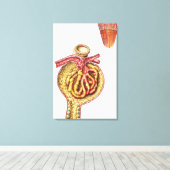 Toile Anatomie De La Capsule Glomérulaire De Bowman (Insitu (Plancher de Bois))