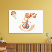 Toile Anatomie De La Glande Pituitaire (Insitu(Salon))