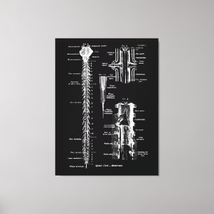 Toile Anatomie de la membrane de la colonne vertébrale 