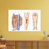 Toile Anatomie De La Moelle Osseuse Humaine (Insitu(Salon))