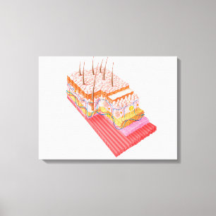 Toile Anatomie De La Peau Humaine