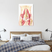 Toile Anatomie De L'Iliopsoa, Les Muscles De Hip Dorsal (Insitu(Chambre))