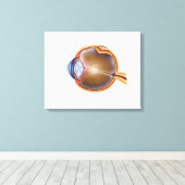 Toile Anatomie De L'Oeil Humain (Insitu (Plancher de Bois))