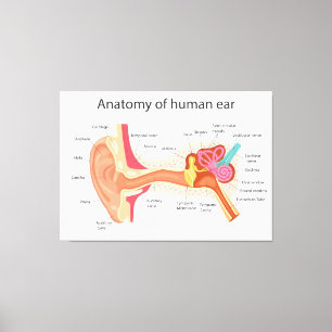 Toile Anatomie de l'oreille humaine