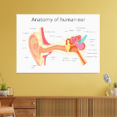 Toile Anatomie de l'oreille humaine (Insitu(Salon))
