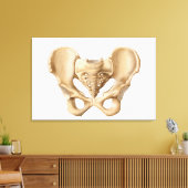 Toile Anatomie De L'Os Pelvique Humain 1 (Insitu(Salon))