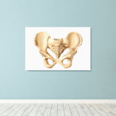 Toile Anatomie De L'Os Pelvique Humain 1 (Insitu (Plancher de Bois))