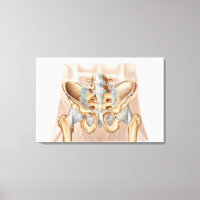 Anatomie De L'Os Pelvique Humain Et Ligaments
