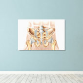 Toile Anatomie De L'Os Pelvique Humain Et Ligaments (Insitu (Plancher de Bois))