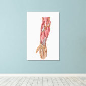 Toile Anatomie Des Muscles D'Avant-Arme Humains 1 (Insitu (Plancher de Bois))
