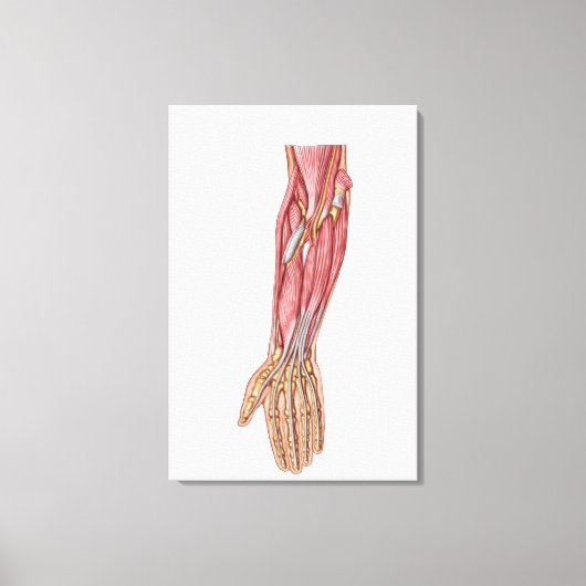Toile Anatomie Des Muscles D'Avant-Arme Humains 1 (Recto)