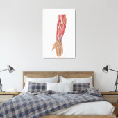 Toile Anatomie Des Muscles D'Avant-Arme Humains 1 (Insitu(Chambre))