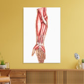 Toile Anatomie Des Muscles D'Avant-Arme Humains 2 (Insitu(Salon))