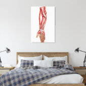 Toile Anatomie Des Muscles D'Avant-Arme Humains 2 (Insitu(Chambre))